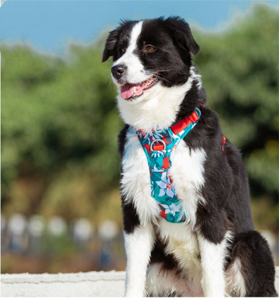 No‑Pull Comfort Vest Leash Set