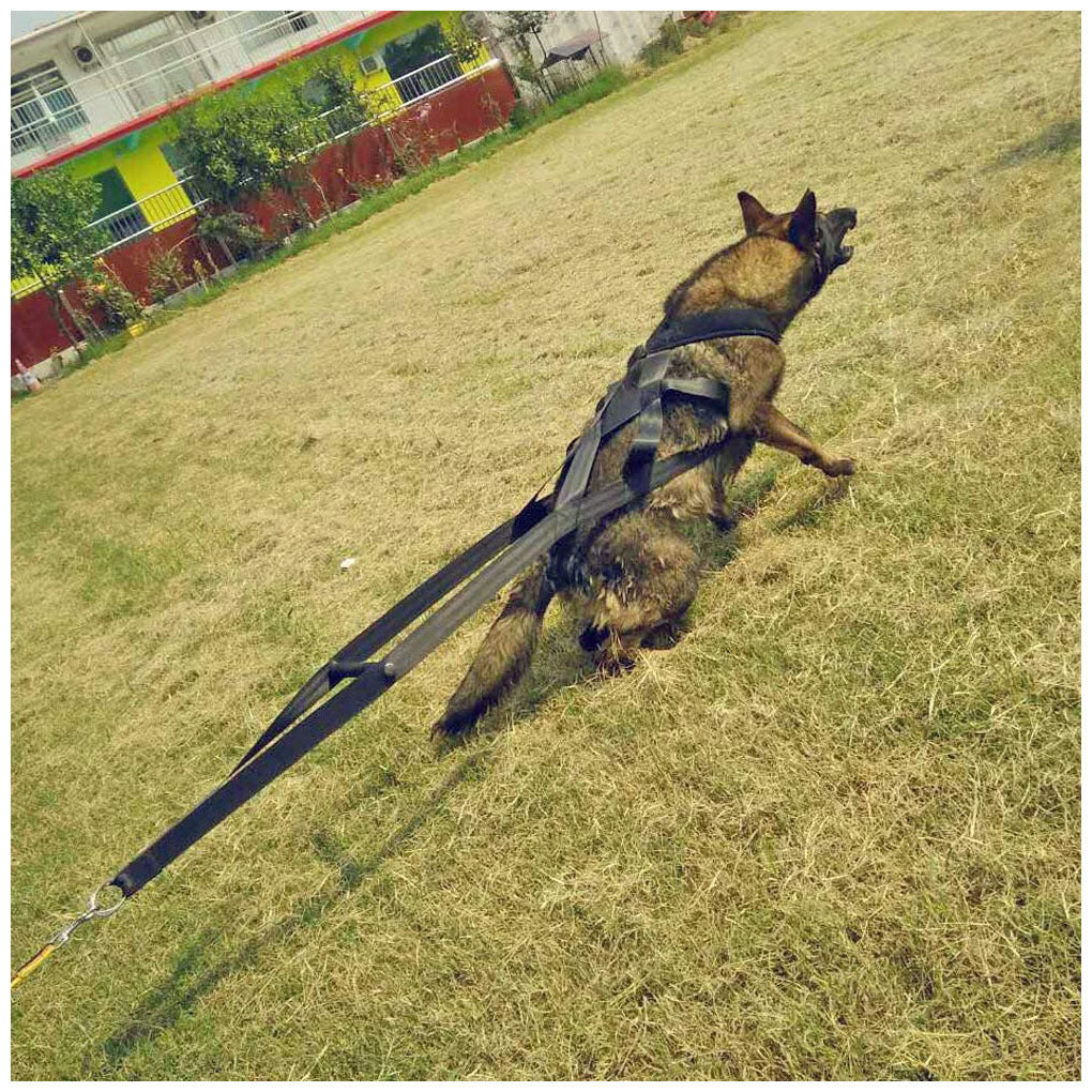 Reflective Nylon Chest‑Strap Dog Harness – Safe Control Without Neck Strain