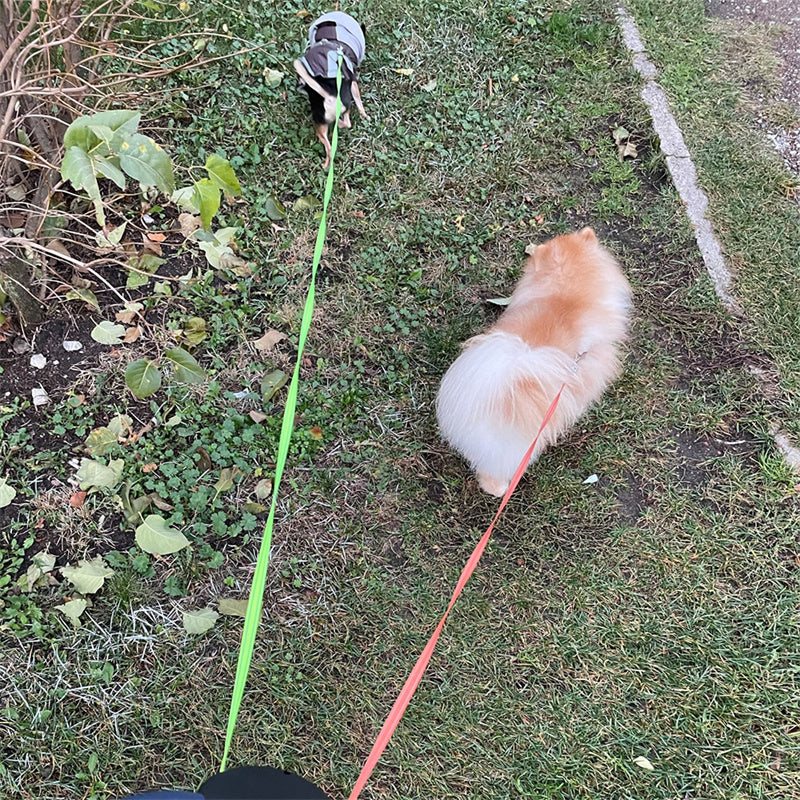 Retractable Reflective Dual Leash with LED Lights – Walk Two Small Dogs Stress‑Free