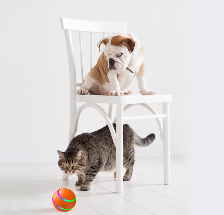 Forever Playtime: Keep Your Cat Happy and Active