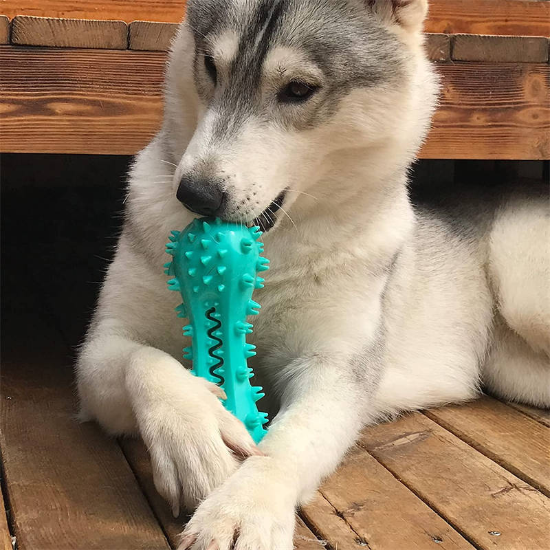Aggressive Chewer Dental Molar Stick