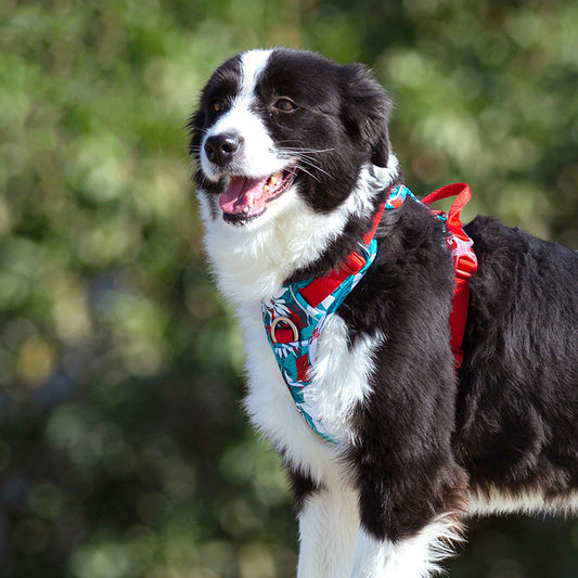 No‑Pull Comfort Vest Leash Set