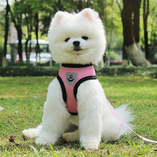 Premium Adjustable Pet Car Seat Belt Leash – Safe Travel Without Stress